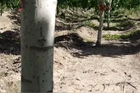 核桃树适不适合环剥？有什么要求视频封面