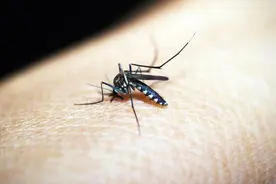 拍蚊子命中率100%的方法，一拍一个准，关键时刻用得上，你也学学视频封面