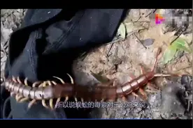 公鸡为什么是蜈蚣的天敌，看了视频就知道了。视频封面