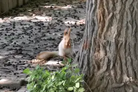 小松鼠在古桑树上吃桑葚，样子真的太可爱。视频封面