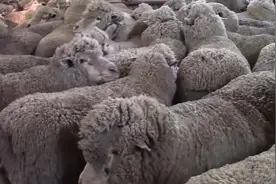 羊毛加工全過程，從給綿羊剃毛開始，看到成品那壹刻被震撼了