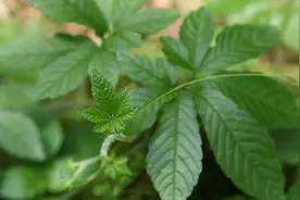 东方神草绞股蓝茶视频封面