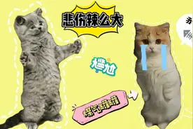 短腿喵星人逗趣瞬间，腿短是硬伤，连打架都吃亏，我太难了！视频封面