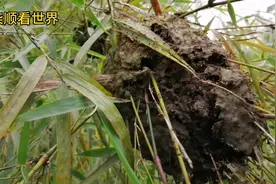 黑蚂蚁有毒的看到不要靠近，黑色屁股尖尖，这蚂蚁咬到有的人会肿视频封面