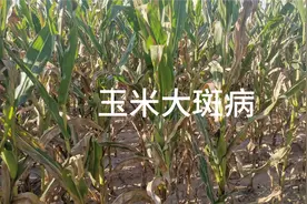 玉米大斑病的表现症状，发病原因以及防治方法视频封面