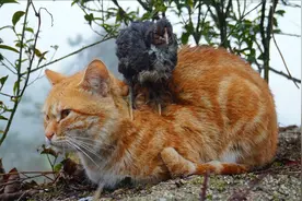 小猫猫玩累了就睡叽窝里