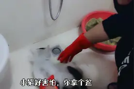 收养了一只流浪猫，今天给它洗澡以为很顺利结果很失望，被吓着了