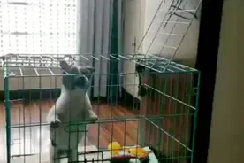 狗狗为何如此可爱？原因令人震惊！哦买够的！