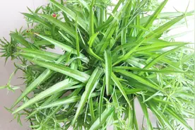 给吊兰喝3种水，吊兰不仅长势好，还不断开花抽藤视频封面