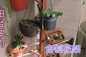 学姐为省钱自制花架养多肉，几十个品种挤满阳台，赏心悦目视频封面