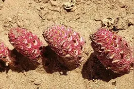 脾胃不好沙漠金锁阳泡水喝，再看看锁阳是怎么去沙削皮切片的