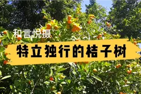 你见过二月底还在开花结果，一棵皆有四季的桔子树吗？视频封面