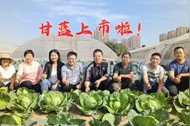 河南农大选育优质早熟春甘蓝，好种、好管、好收益！