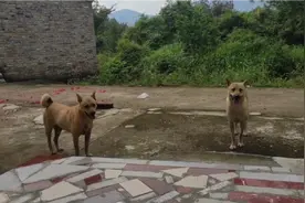原生态江西田园犬，体型优美，颜色漂亮，看到就有想养一只的冲动视频封面