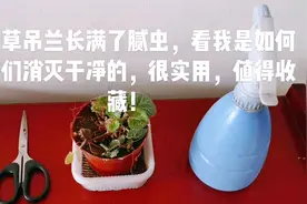 虎耳草长满腻虫，看我是如何把它们消灭干净的，很实用，值得收藏视频封面
