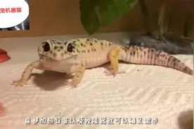 四种最适合新手饲养的宠物蜥蜴,总有一款适合你!喜欢爬宠的不要错