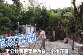 上海今年雨水太大，菜地没收成，玲姐全部拔掉，准备改成小花园！视频封面