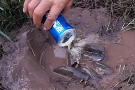 大叔用啤酒抓鱼，奇特的抓鱼方法，抓了一条又一条，发财了视频封面