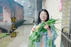 南瓜藤千万别丢掉，农村姑娘教你最简单做法，网友表示：超好吃！