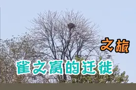 一群雀儿的精神崩溃，到底为什么？视频封面