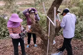 嫁接龙眼的操作示范，大枝嫁接，高接换种，快来学习学习吧