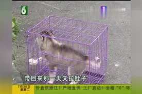 哈士奇买回家一直叫！拉稀呕吐还呻吟！宠物店开完药都拉血了！视频封面