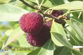 云南山里果园各种杨梅品种，味道区别也很大