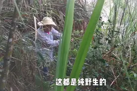 小哥每天靠挖野菜药材，清洗晒干放到网上卖，一个月收入达2万多视频封面