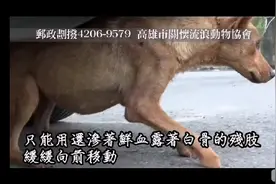 抢救四肢伤残的流浪狗视频封面