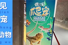 昆明遇见2020爬宠，爬宠展的神奇动物们，有蜥蜴，白蛇，有夜华
