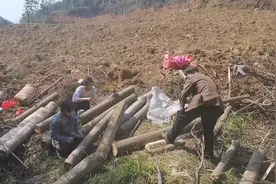 全程教大家如何种木耳，只要掌握好这些技巧，四个月就长木耳