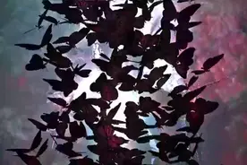 霹雳布袋戏 为救妻女，蝴蝶君黑蝶再现，无人能挡视频封面