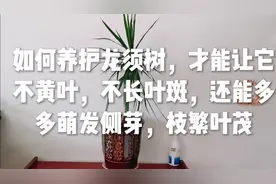 如何养护龙须树，才能不黄叶，不长叶斑，多多萌发侧芽，枝繁叶茂视频封面