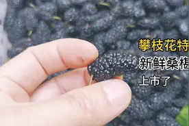 样子黑漆漆的却是养身宝贝，攀枝花特产上市了视频封面