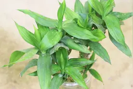 这3种“肥料”不仅能养花，富贵竹喝了叶片翠绿