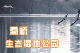 西安优质生态环境的缩影，灞桥生态湿地公园，鸟类成群视频封面