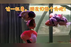 普通玩家玻璃鱼缸里养出的极品兰寿，我们只有眼馋的份了