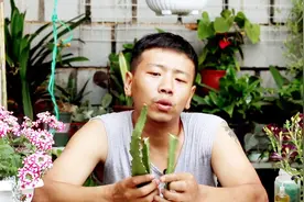 令箭荷花一盆太贵？买一根枝条，这样扦插，快速爆盆，省下不少钱