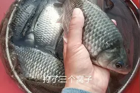 农村藕塘钓大板鲫，方法很重要，方法对了鱼口好的很意外视频封面