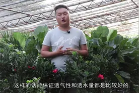 教你四季茶花养护的新技能，养殖注意这几点，开花变成大花球！视频封面