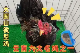 农村大仟养殖大围山微型鸡 可下蛋 可吃肉 可竞技 一鸡多用  真好