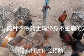 家庭养土鸡有妙招，土鸡不打预防针不喂药，终身不发病的好方法。