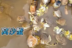 冬天金沙滩全是“吱吱螃蟹”，你来随便捡，都是细软沙子窝的洞视频封面