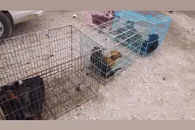 快满两个月的腊肠狗幼犬600元一只，商家还有上一窝的幼犬出售！视频封面