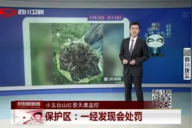 网友：小五台山红景天遭盗挖，每天约500斤，公然用骡子驼下山？