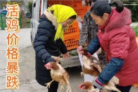实拍上海农村，活鸡价格暴跌，村民争着买，听听价格为啥这么便宜视频封面