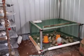 鹌鹑养殖 大家有什么更好的养殖方法请告知 初步养殖，谢谢了😊视频封面