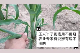 农村80后的新农人懵了，这玉米丫子到底用掰不，农业专家也懵懵的