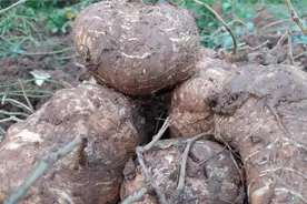 套种在红薯地里的凉薯，一个比一个大，红薯凉薯双丰收视频封面