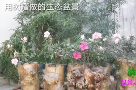 用树瘤做的生态盆景